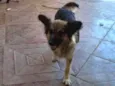 Mel