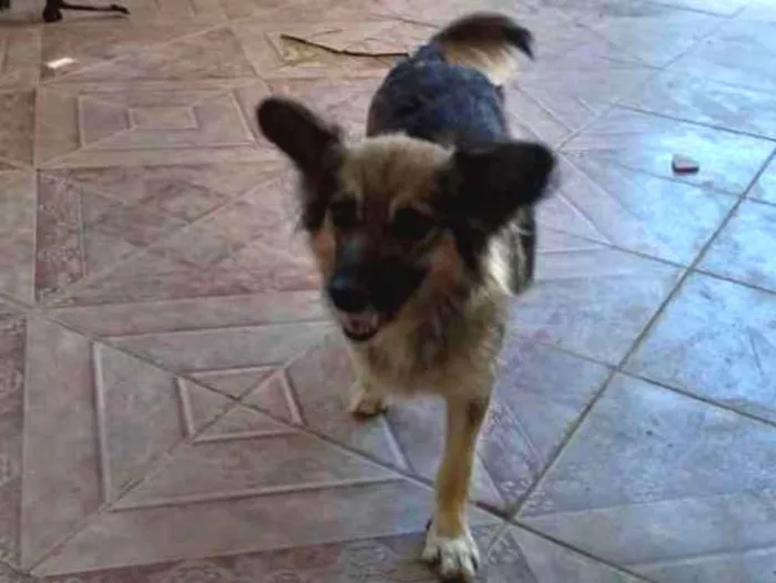 Cachorro ra a SRD idade 4 anos nome Mel