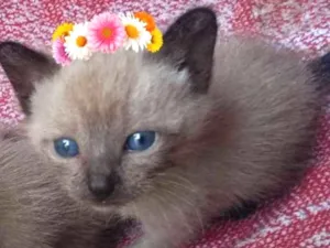 Gato raça Cianes idade Abaixo de 2 meses nome Filhote