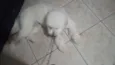 Foguinho