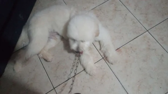 Cachorro ra a Mestiço poodo idade 1 ano nome Foguinho