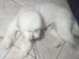 Foguinho