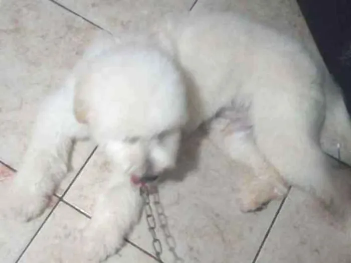 Cachorro ra a Mestiço poodo idade 1 ano nome Foguinho