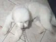 Foguinho