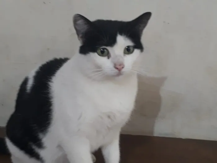 Gato raça SRD idade 1 ano nome Nala