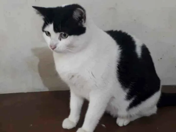 Gato raça SRD idade 1 ano nome Nala