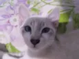 Lili