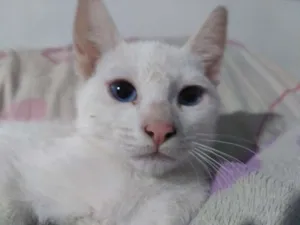 Gato raça nenhum idade 2 a 6 meses nome Pipoca