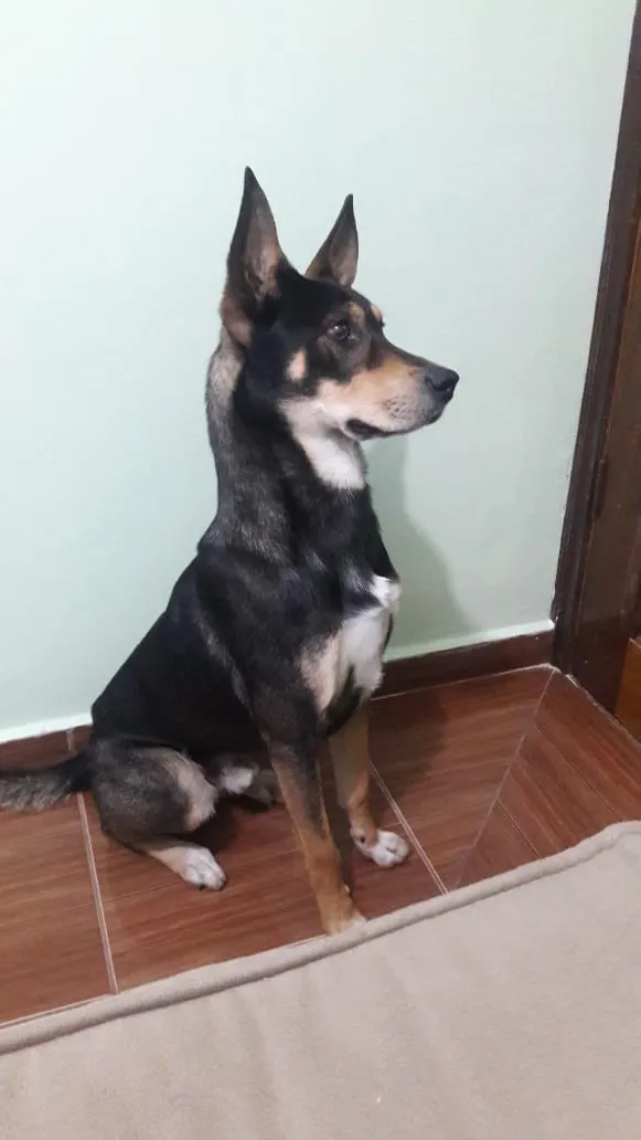 Cachorro ra a Tipo pastor alemão  idade 2 anos nome Jhonny