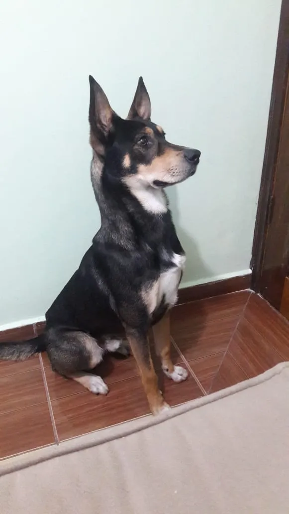 Cachorro ra a Tipo pastor alemão  idade 2 anos nome Jhonny