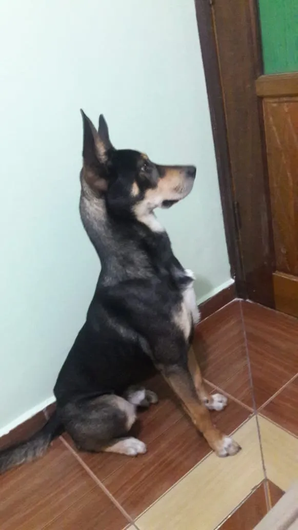 Cachorro ra a Tipo pastor alemão  idade 2 anos nome Jhonny