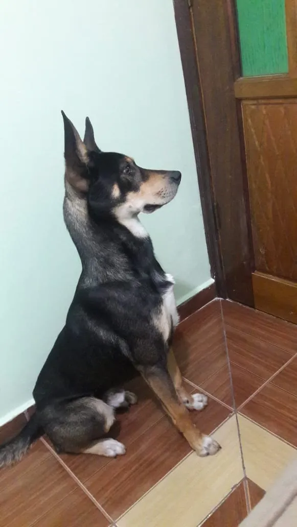 Cachorro ra a Tipo pastor alemão  idade 2 anos nome Jhonny