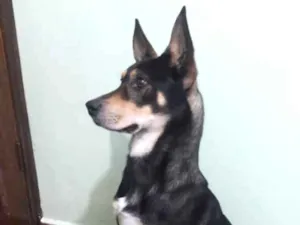 Cachorro raça Tipo pastor alemão  idade 2 anos nome Jhonny