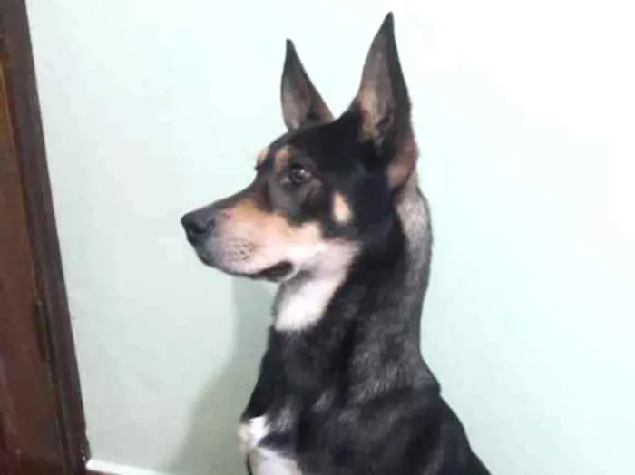Cachorro ra a Tipo pastor alemão  idade 2 anos nome Jhonny