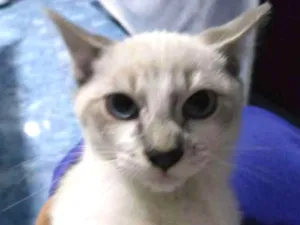 Gato raça nenhum idade 2 a 6 meses nome Linx