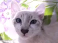 Lili