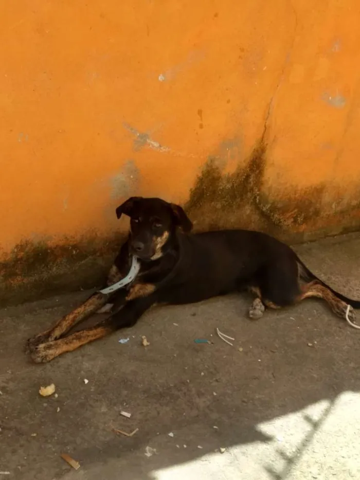 Cachorro ra a Sem raça  idade 2 a 6 meses nome Loga 