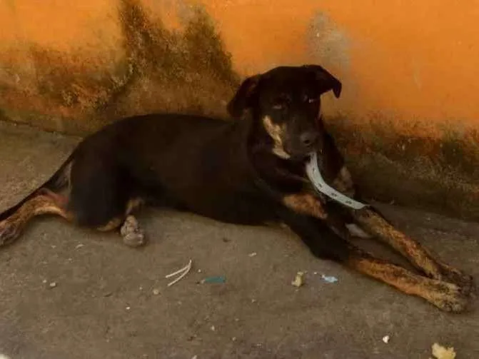 Cachorro ra a Sem raça  idade 2 a 6 meses nome Loga 