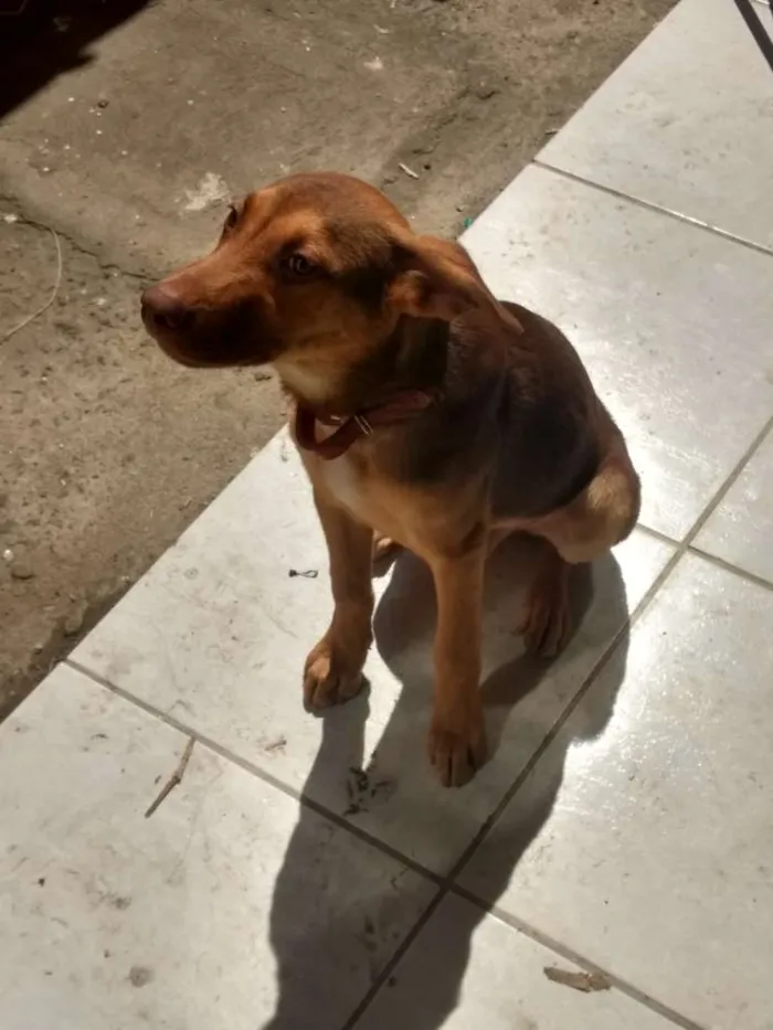 Cachorro ra a Sem raça  idade 2 a 6 meses nome Alemão