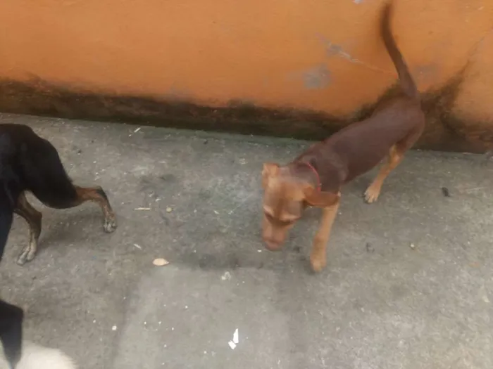 Cachorro ra a Sem raça  idade 2 a 6 meses nome Alemão