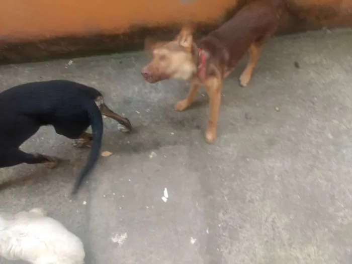 Cachorro ra a Sem raça  idade 2 a 6 meses nome Alemão