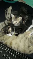 Mel,belinha e preto
