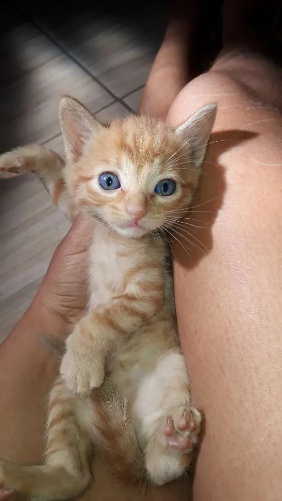 Gato raça  idade Abaixo de 2 meses nome Mel ,marley e meg
