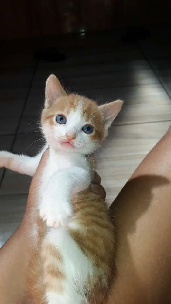 Gato raça  idade Abaixo de 2 meses nome Mel ,marley e meg