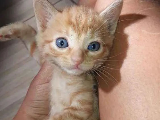 Gato raça  idade Abaixo de 2 meses nome Mel ,marley e meg