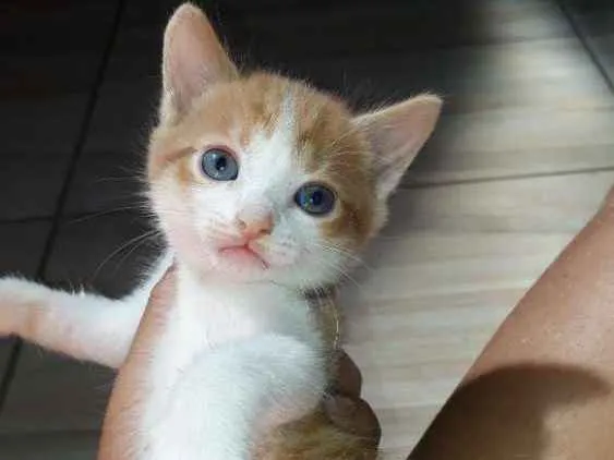 Gato raça  idade Abaixo de 2 meses nome Mel ,marley e meg