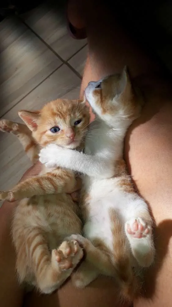 Gato raça  idade Abaixo de 2 meses nome Mel ,marley e meg