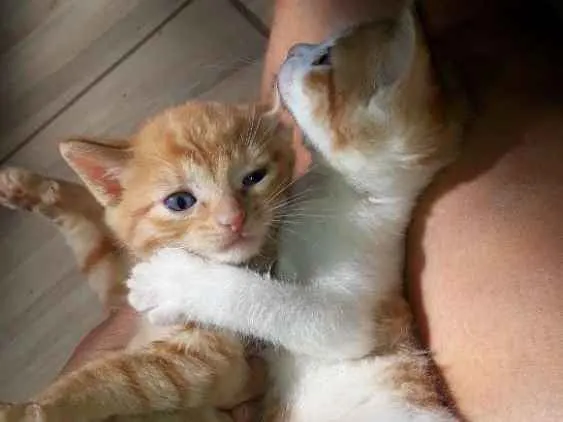 Gato raça  idade Abaixo de 2 meses nome Mel ,marley e meg