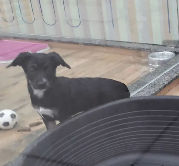 Cachorro raça Srd idade 2 a 6 meses nome Caius