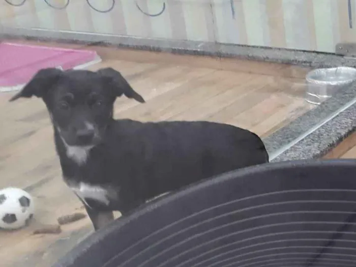 Cachorro raça Srd idade 2 a 6 meses nome Caius