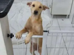 Cachorro raça SDR  idade 7 a 11 meses nome Sky