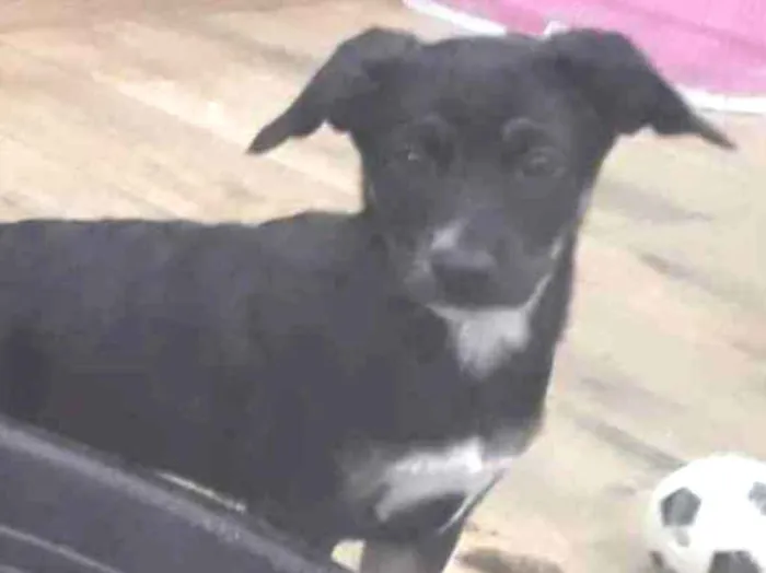 Cachorro raça Srd idade 2 a 6 meses nome Caius