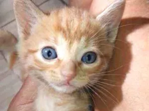 Gato raça  idade Abaixo de 2 meses nome Mel ,marley e meg