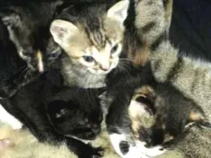 Gato raça  idade Abaixo de 2 meses nome Mel,belinha e preto