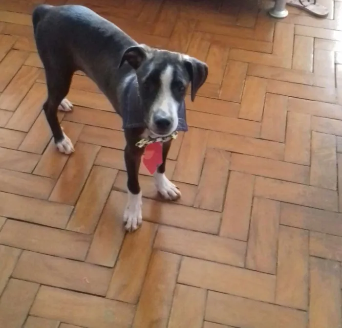 Cachorro ra a SRD idade 2 a 6 meses nome Preto 