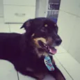 Toby