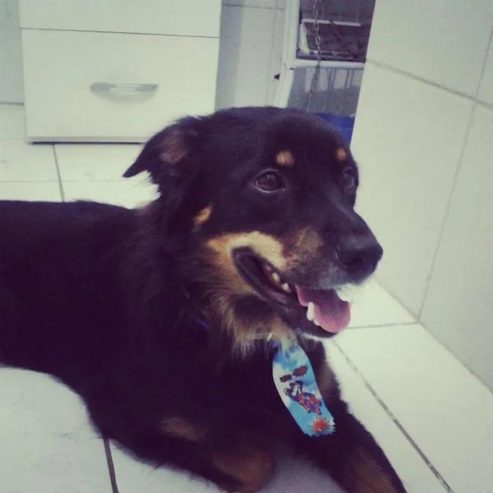 Cachorro ra a Vira lata idade 5 anos nome Toby
