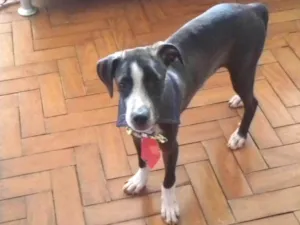 Cachorro raça SRD idade 2 a 6 meses nome Preto 