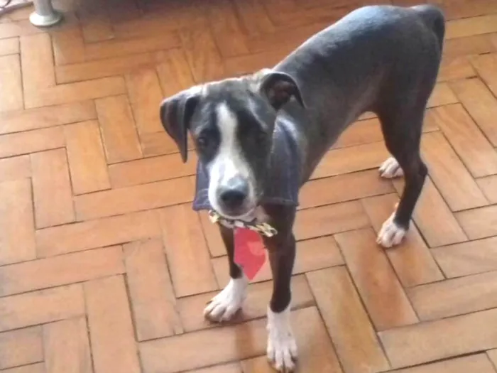 Cachorro ra a SRD idade 2 a 6 meses nome Preto 