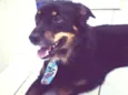 Toby