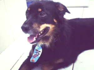 Cachorro raça Vira lata idade 5 anos nome Toby