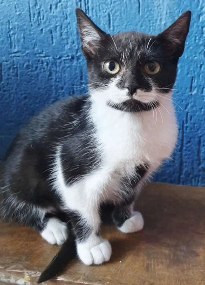 Gato ra a SRD idade 2 a 6 meses nome GARDENIA FRAJOLA