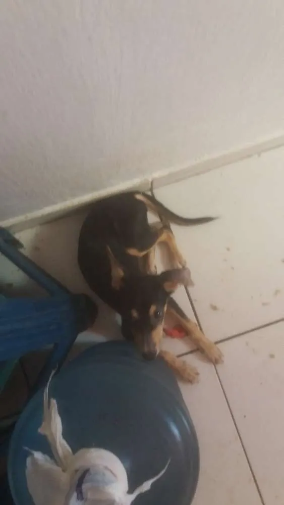 Cachorro ra a Vira-lata  idade 2 a 6 meses nome Amora