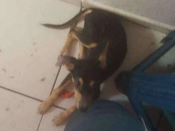 Cachorro ra a Vira-lata  idade 2 a 6 meses nome Amora