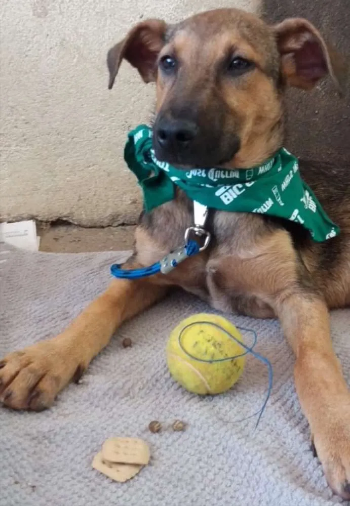 Cachorro ra a SRD idade 2 a 6 meses nome Lobinho 