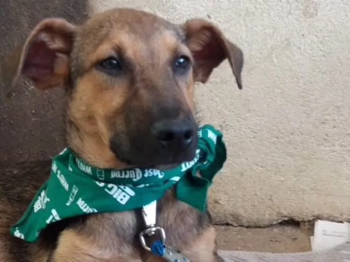 Cachorro ra a SRD idade 2 a 6 meses nome Lobinho 